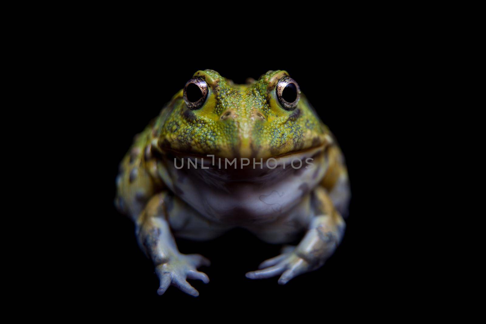 The African bullfrog, Pyxicephalus adspersus, isolated on black background