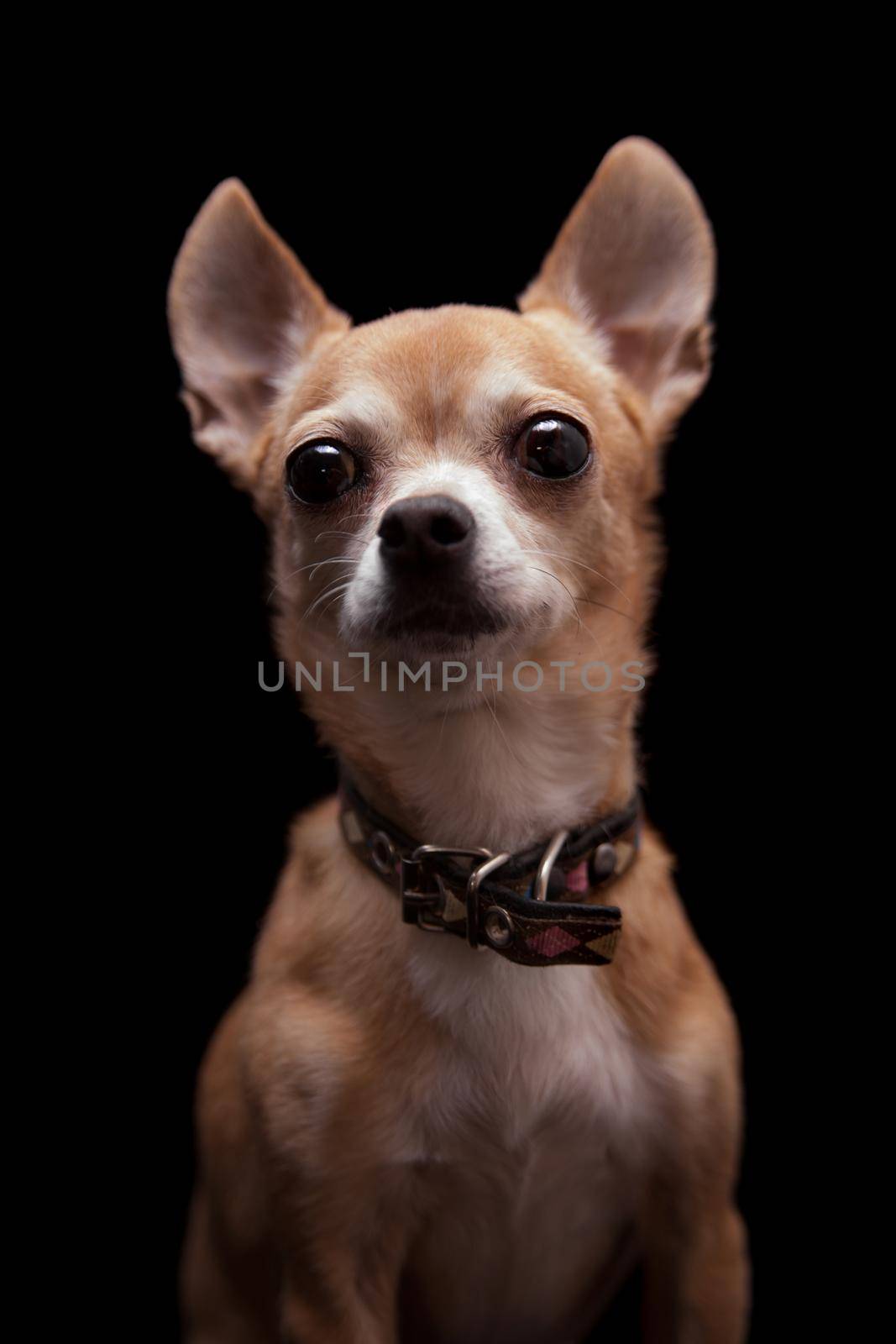 Chihuahua, 11 years old, isolated on the black background