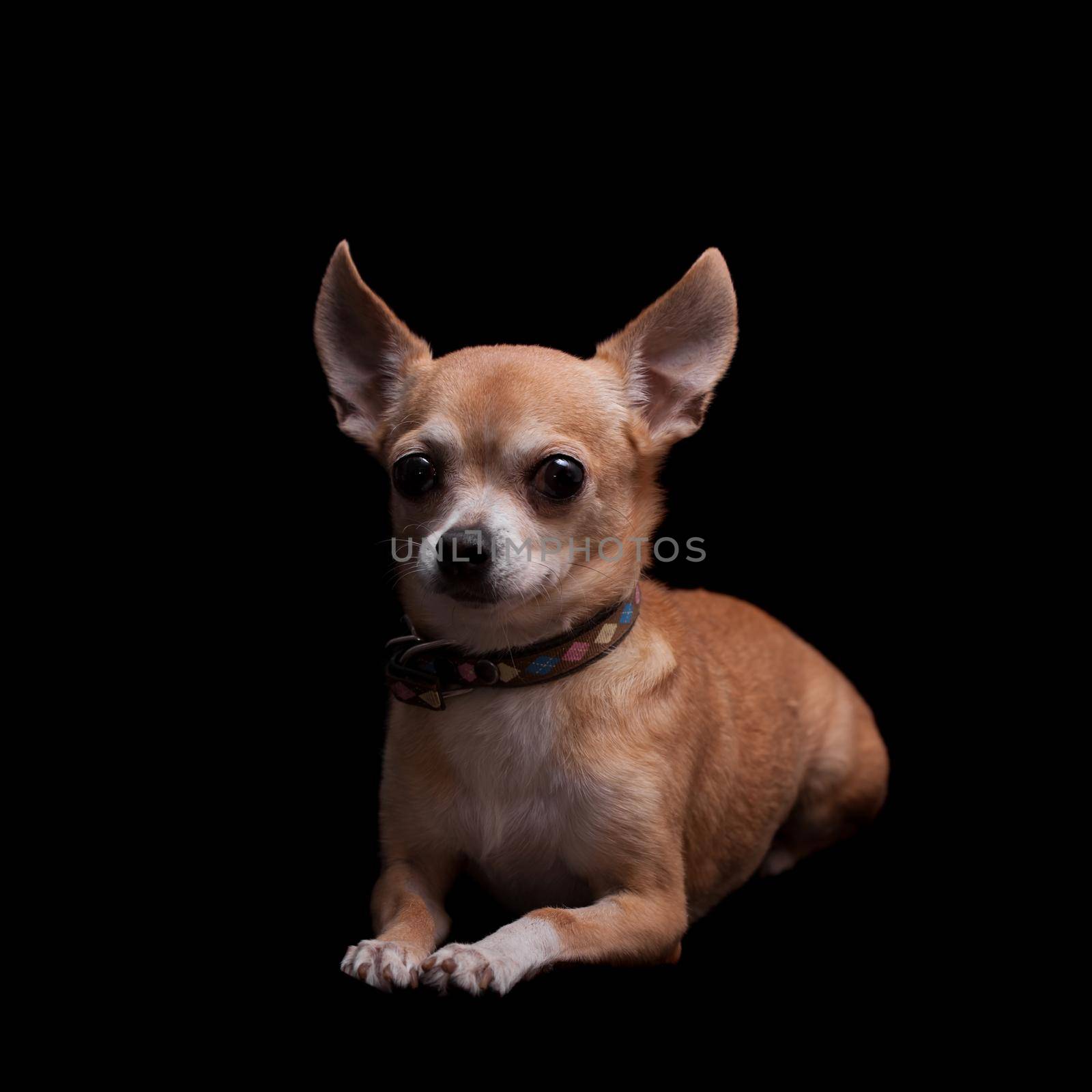 Chihuahua, 11 years old, isolated on the black background