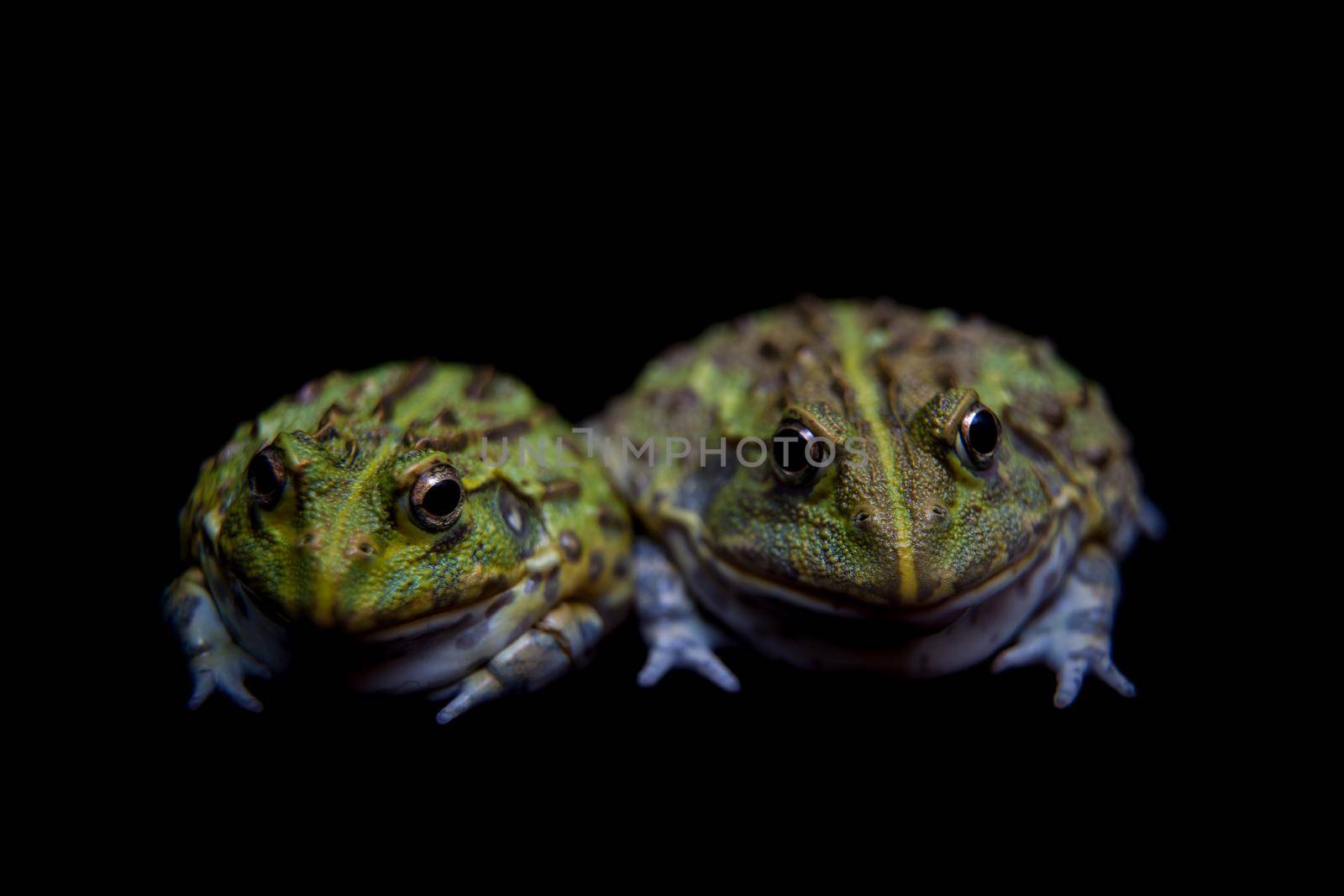 The African bullfrog, Pyxicephalus adspersus, isolated on black background