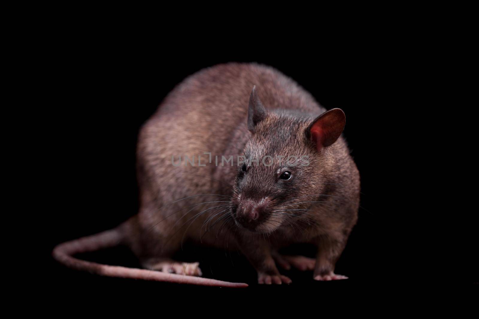 Gambian pouched rat, 3 years old, on black by RosaJay