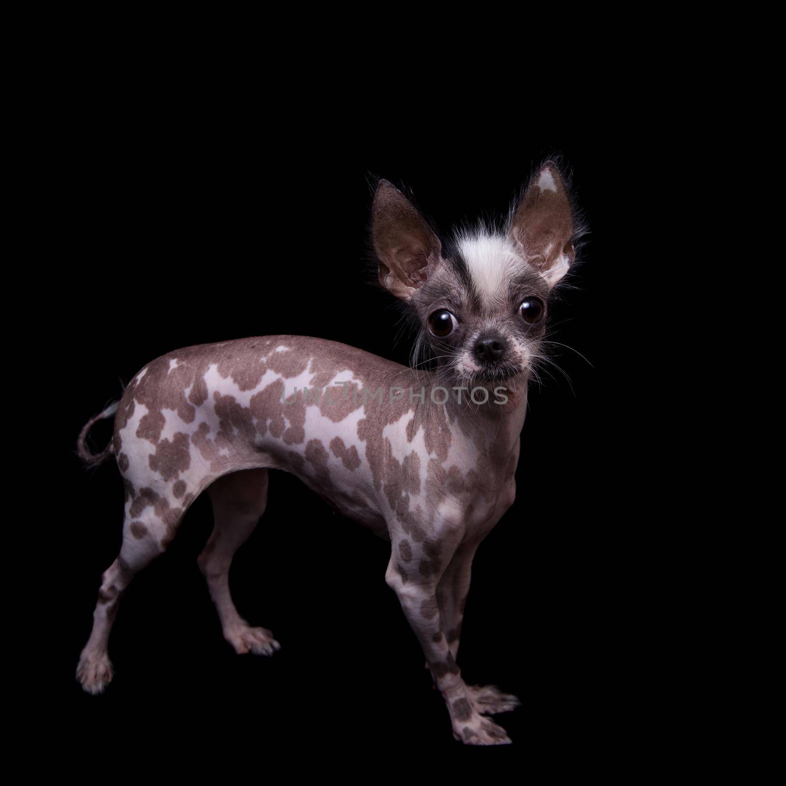 Peruvian hairless and chihuahua mix dog on black by RosaJay