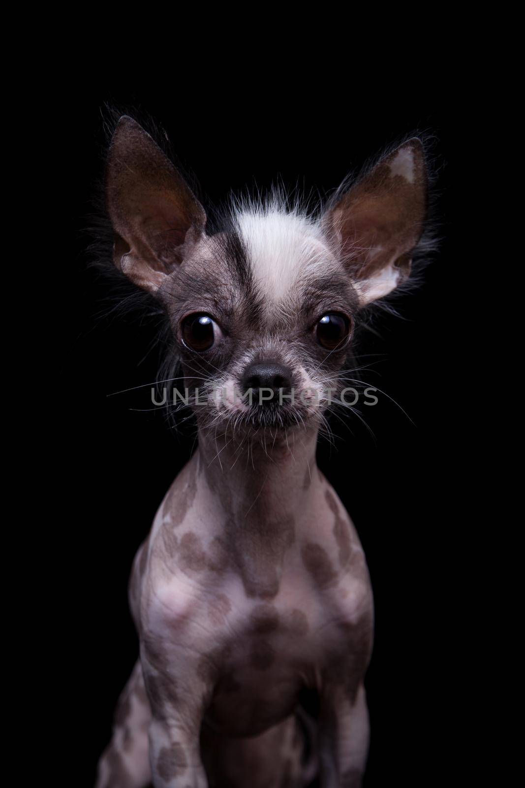 Peruvian hairless and chihuahua mix dog isolated on black background