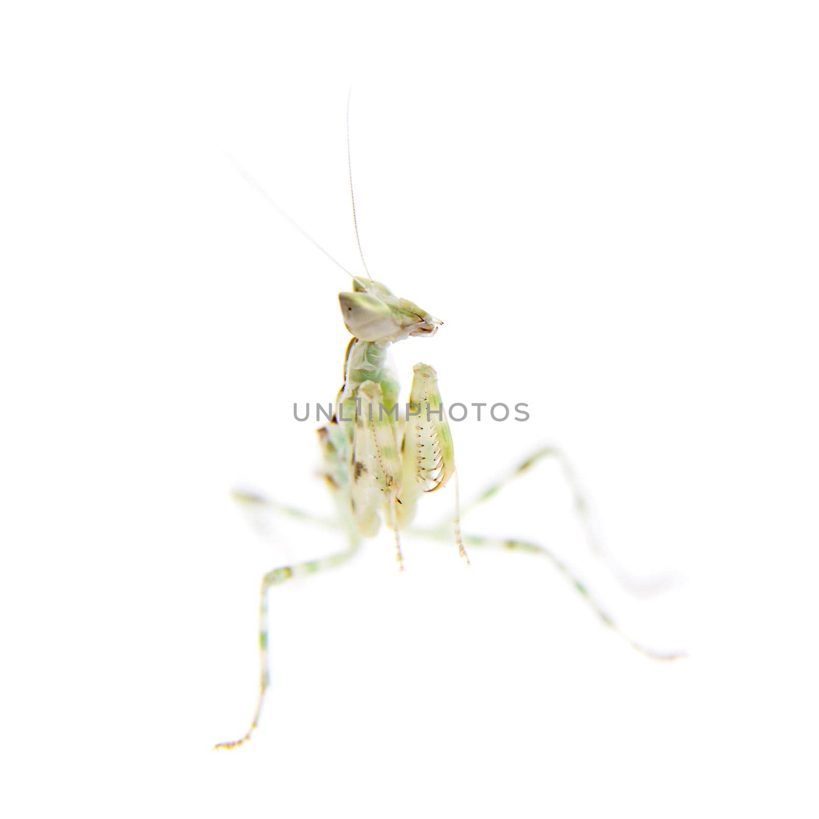 Indian flower praying mantis, Creobroter gemmatus, on white by RosaJay
