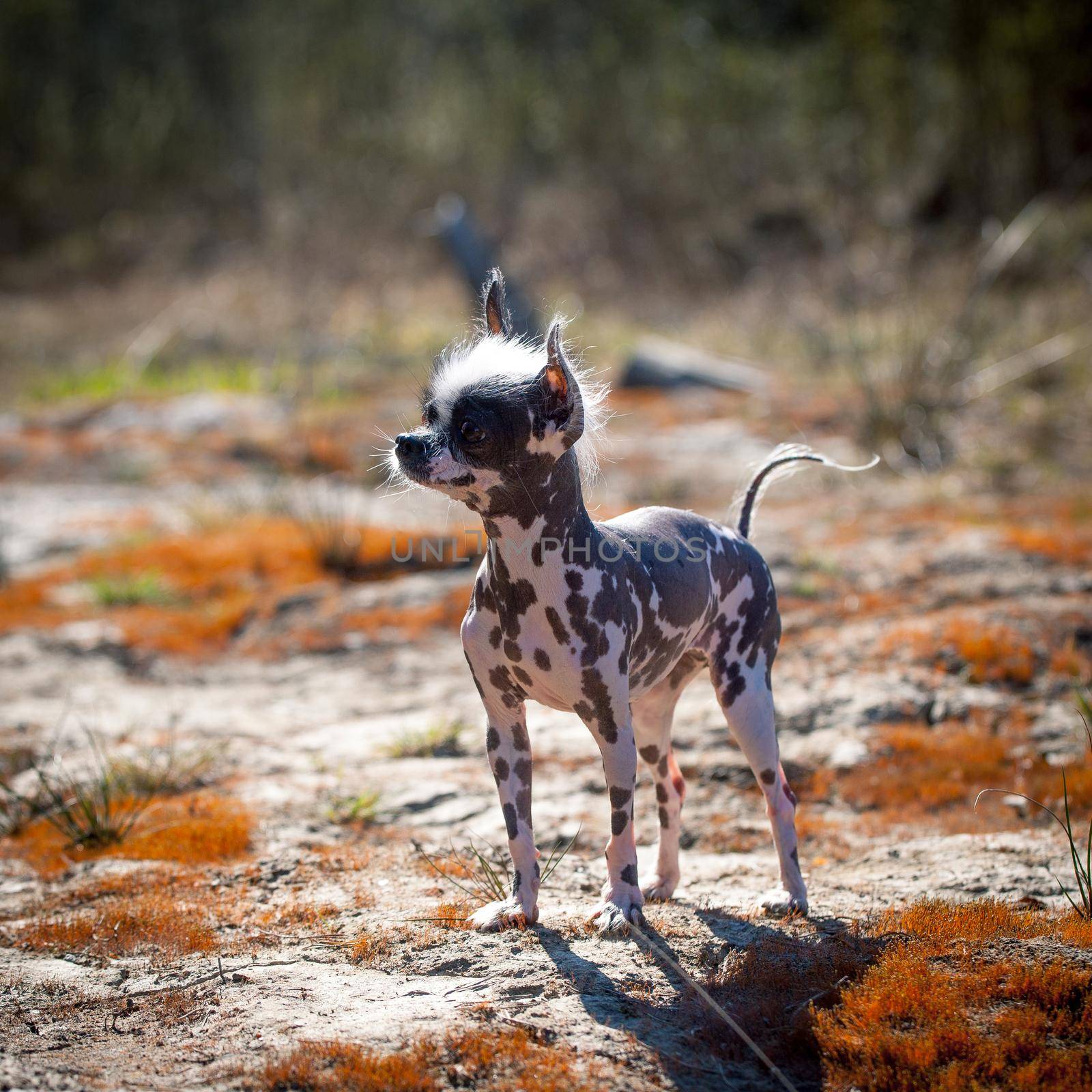 Peruvian hairless and chihuahua mix dog on red moss by RosaJay