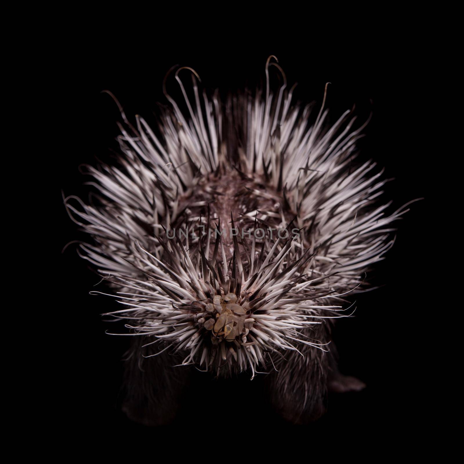 Indian crested Porcupine baby, Hystrix indica, isolated on black background