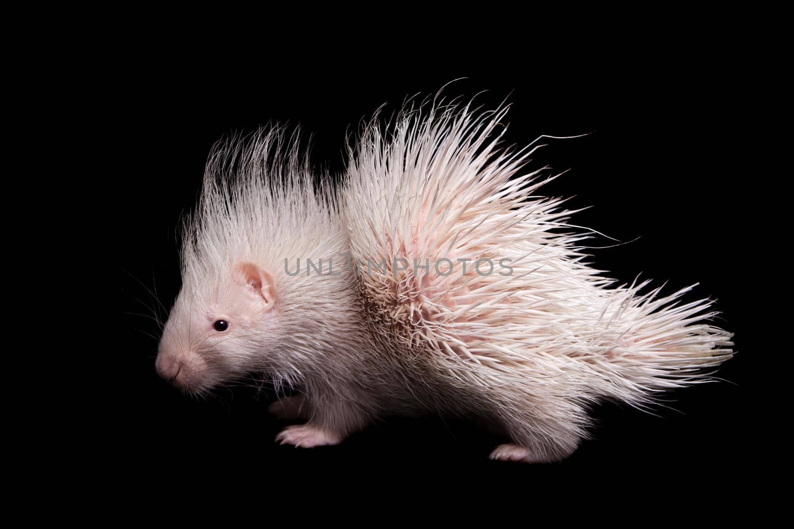 Albino indian crested Porcupine baby, Hystrix indica, isolated on black background
