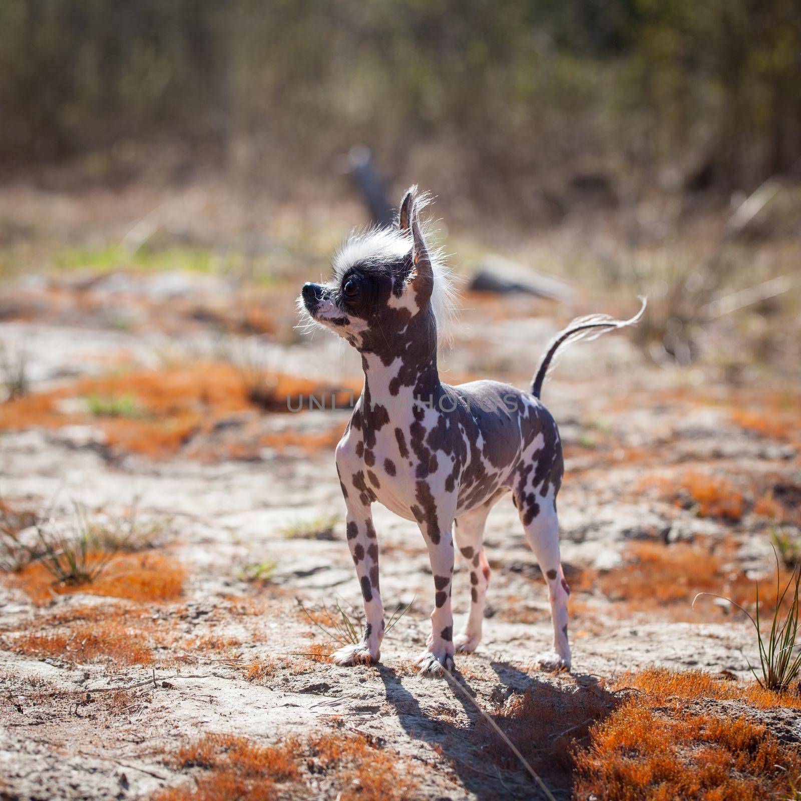Ugly peruvian hairless and chihuahua mix dog on red moss