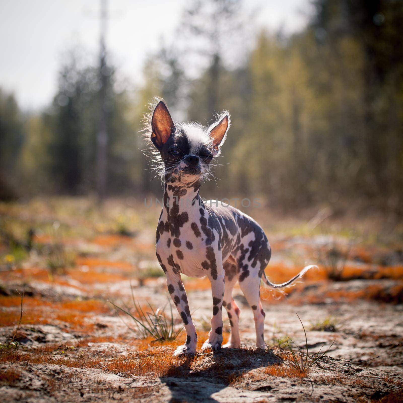 Ugly peruvian hairless and chihuahua mix dog on red moss