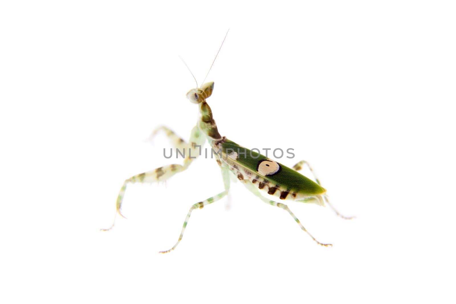 Indian flower praying mantis, Creobroter gemmatus, on white by RosaJay