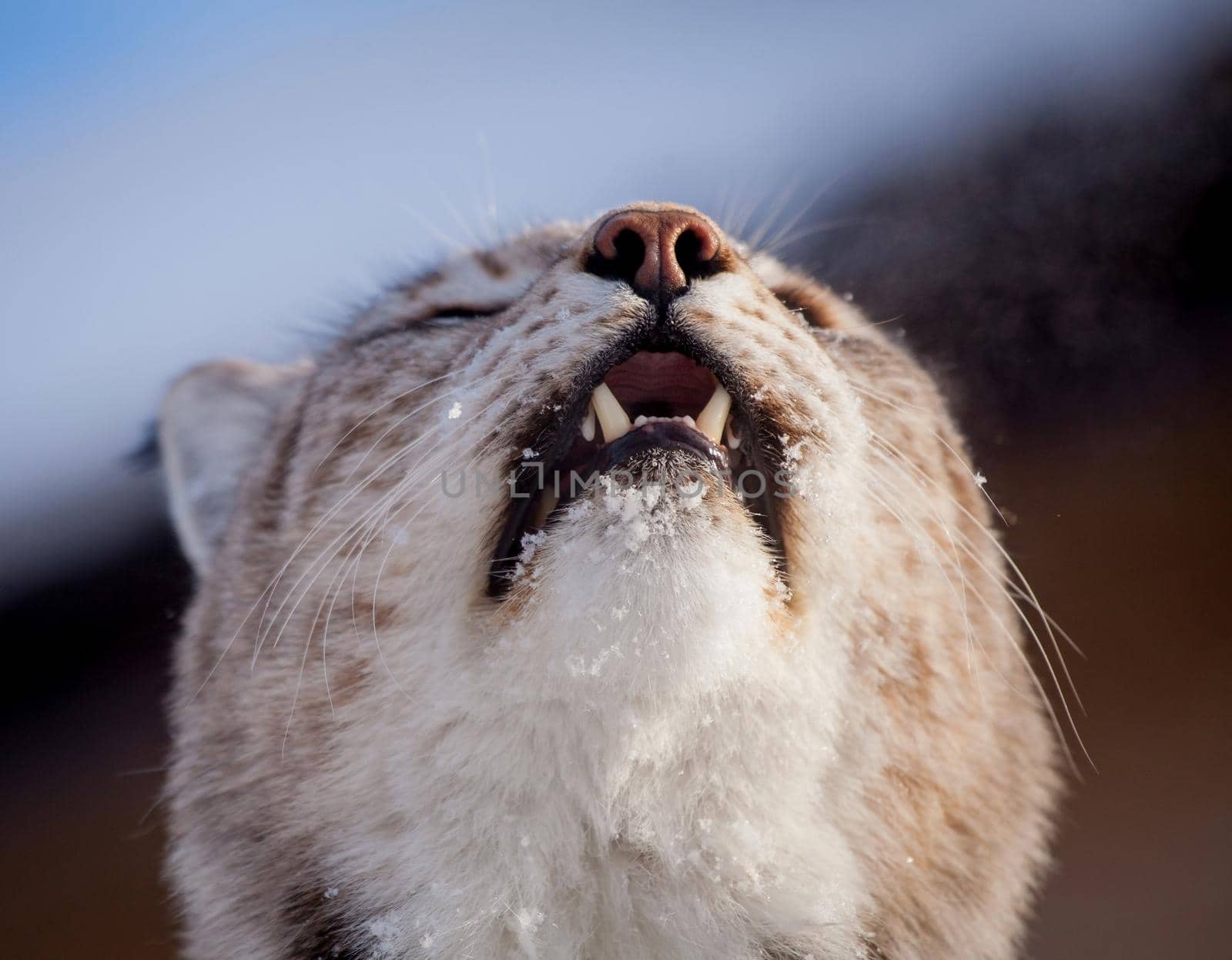 Abordable Eurasian Lynx, portrait in winter field by RosaJay