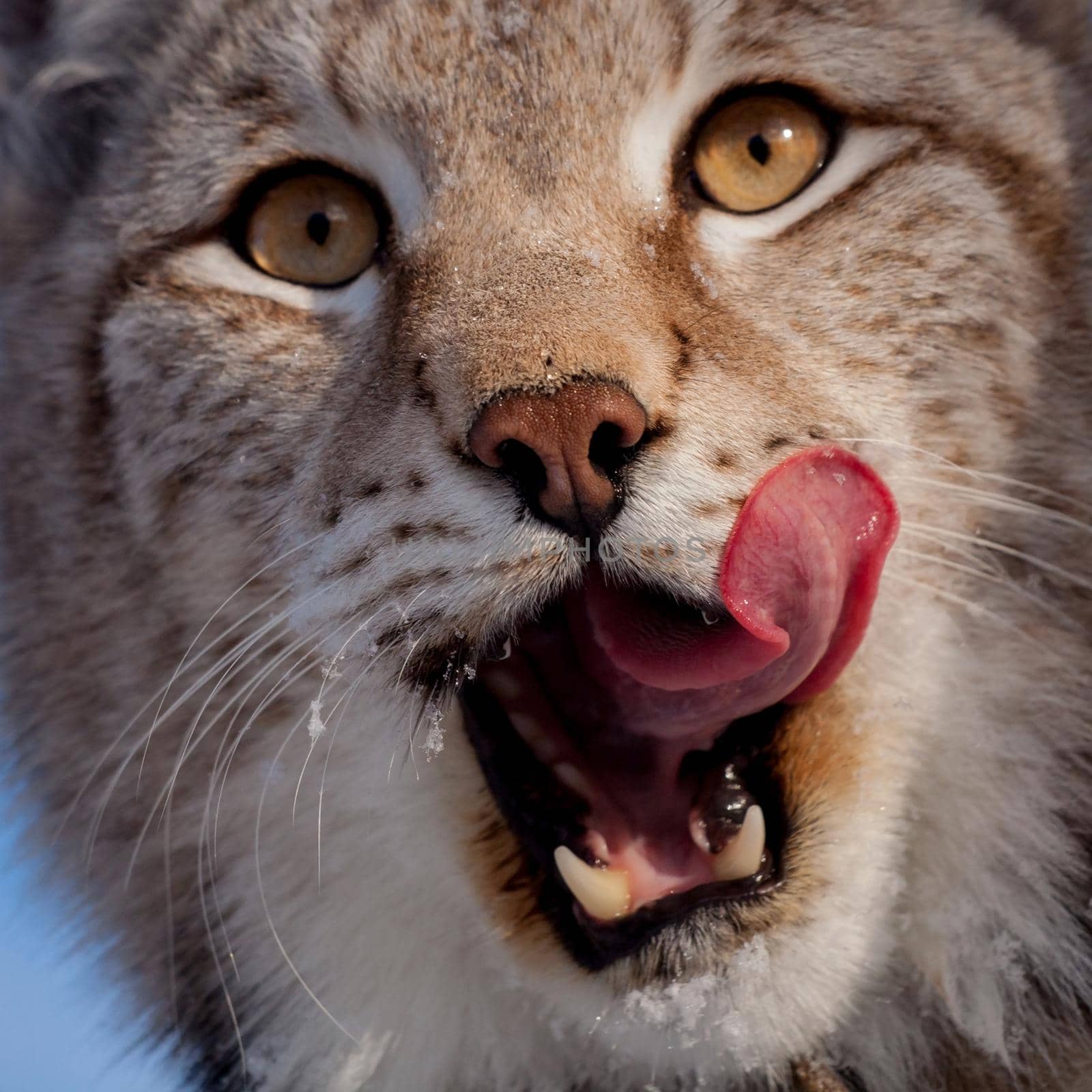 Abordable Eurasian Lynx, portrait in winter field by RosaJay