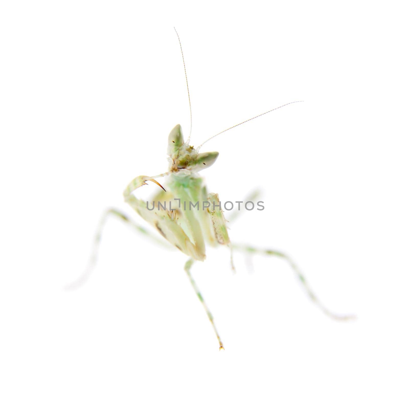 Indian flower praying mantis, Creobroter gemmatus, on white by RosaJay