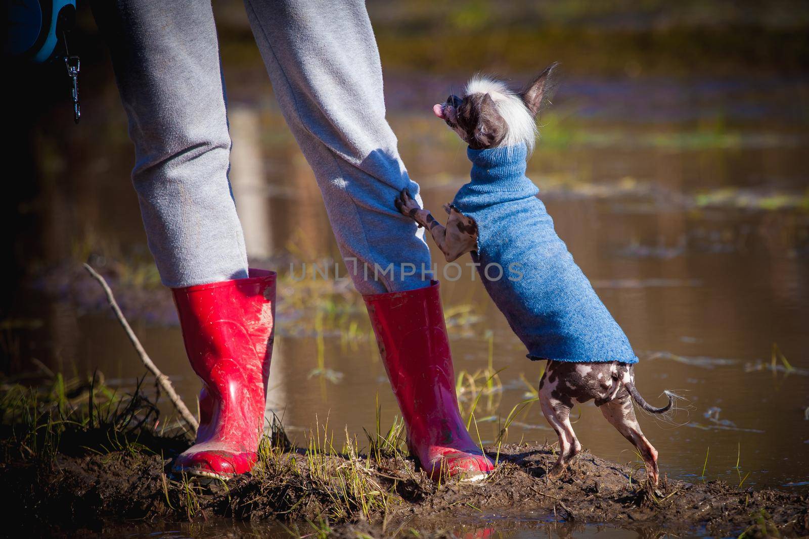 Ugly peruvian hairless and chihuahua mix dog in blue sweater