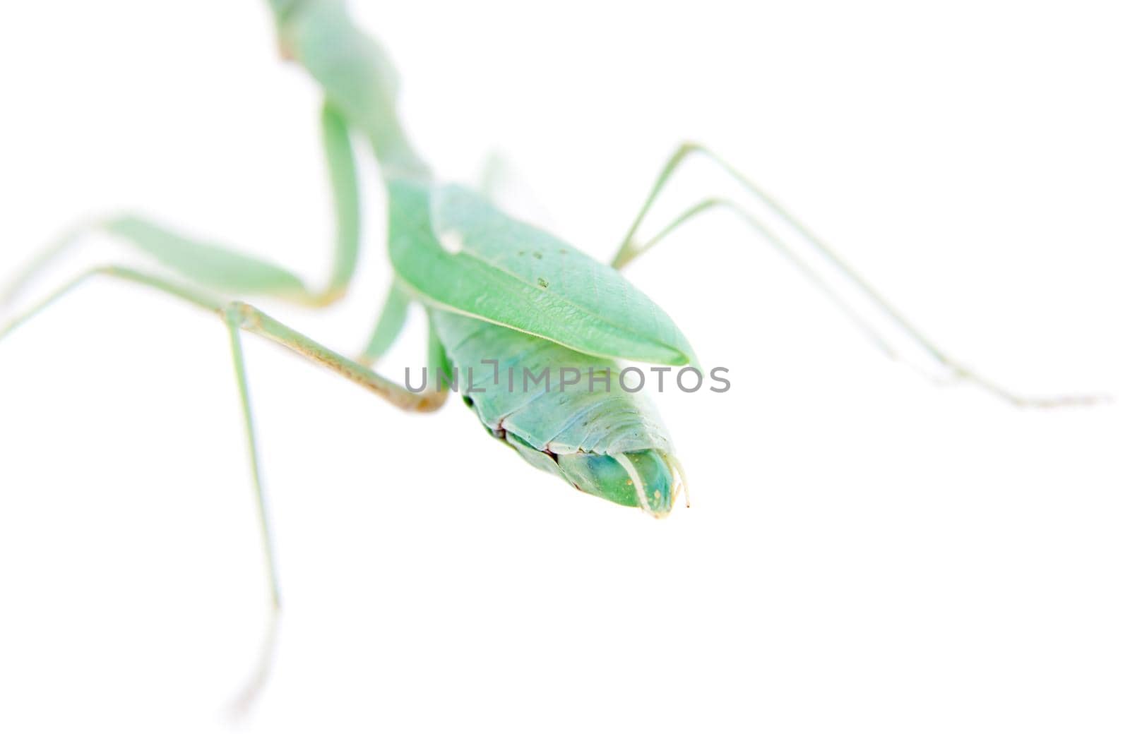 Giant african mantis, Sphodromantis viridis, on white by RosaJay