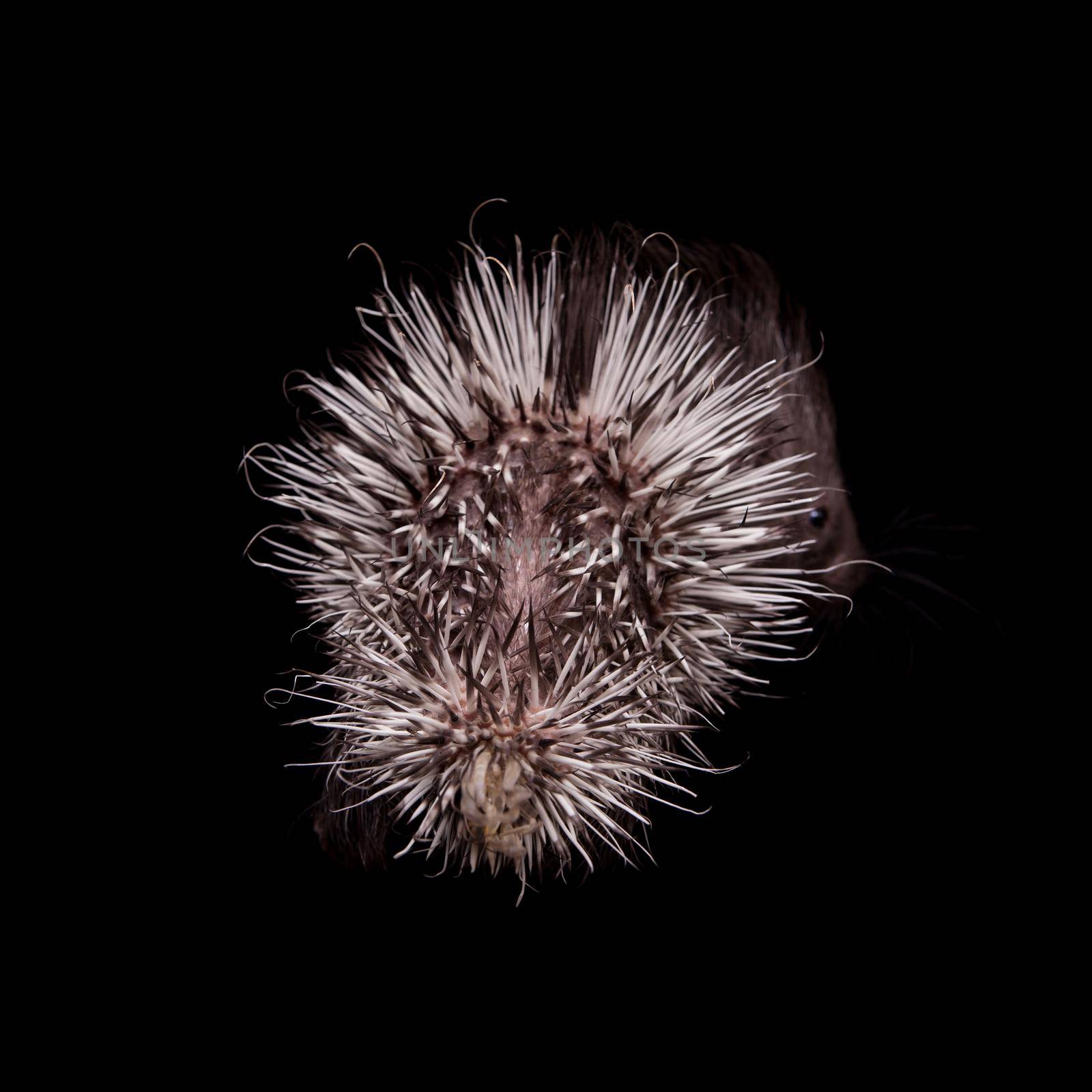 Indian crested Porcupine baby, Hystrix indica, isolated on black background