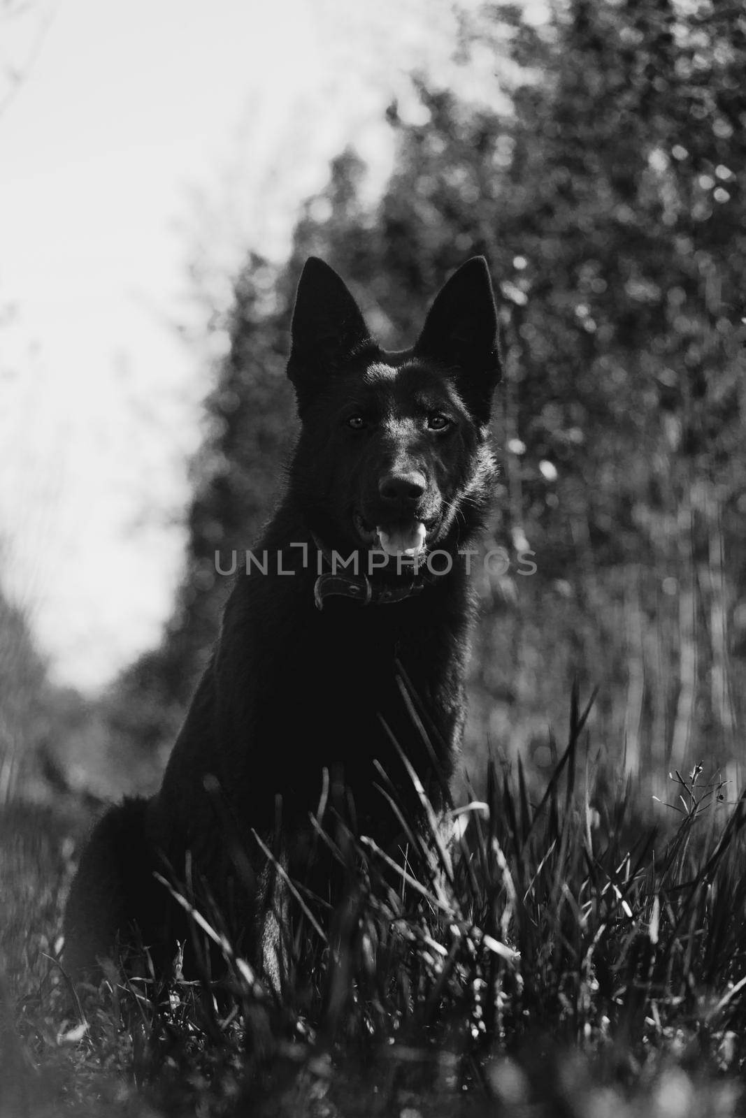 9 month old east-european shepherd dog in the field