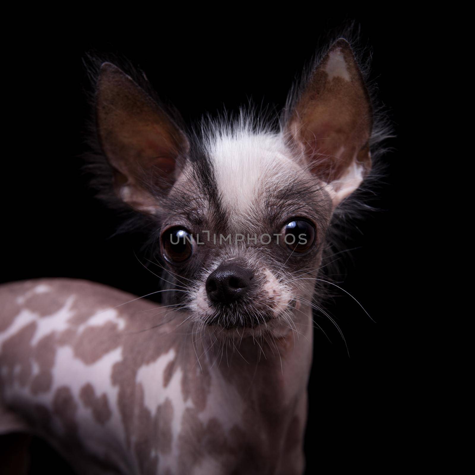 Peruvian hairless and chihuahua mix dog on black by RosaJay