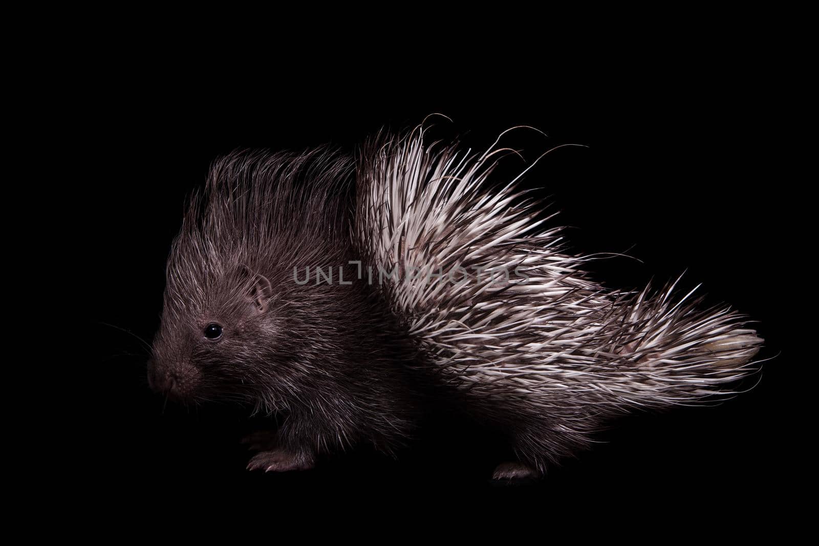 Indian crested Porcupine baby on black backgrond by RosaJay