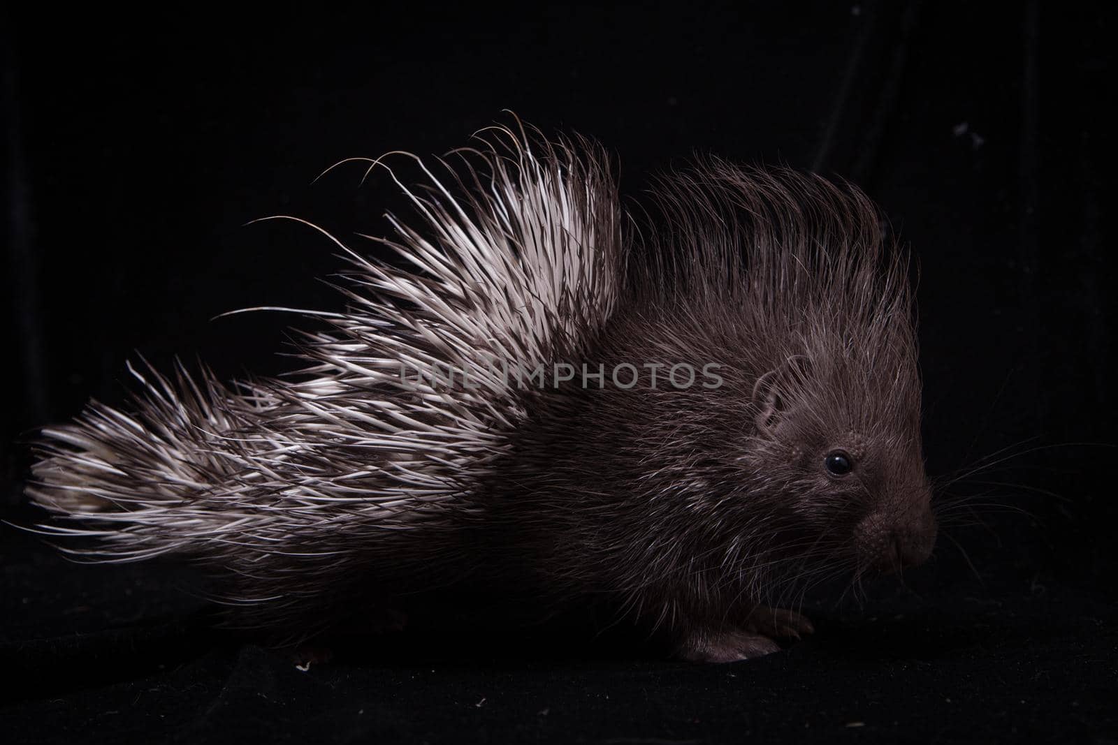 Indian crested Porcupine baby, Hystrix indica, isolated on black background