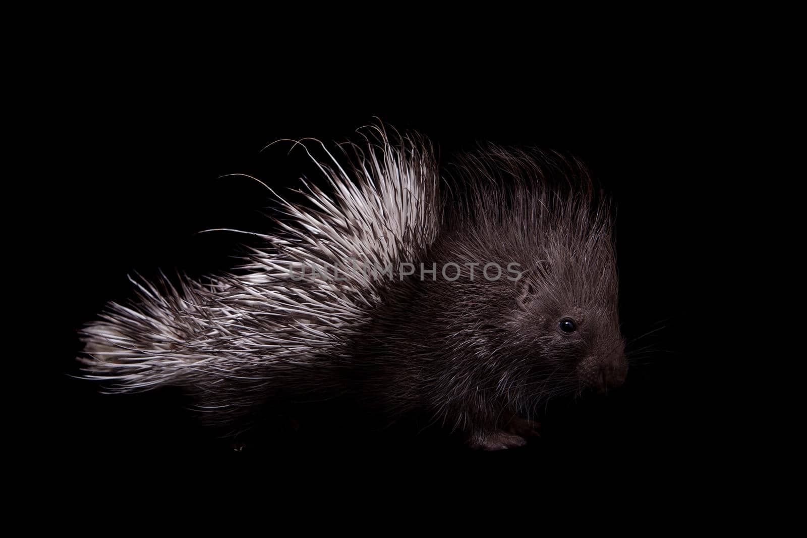 Indian crested Porcupine baby, Hystrix indica, isolated on black background