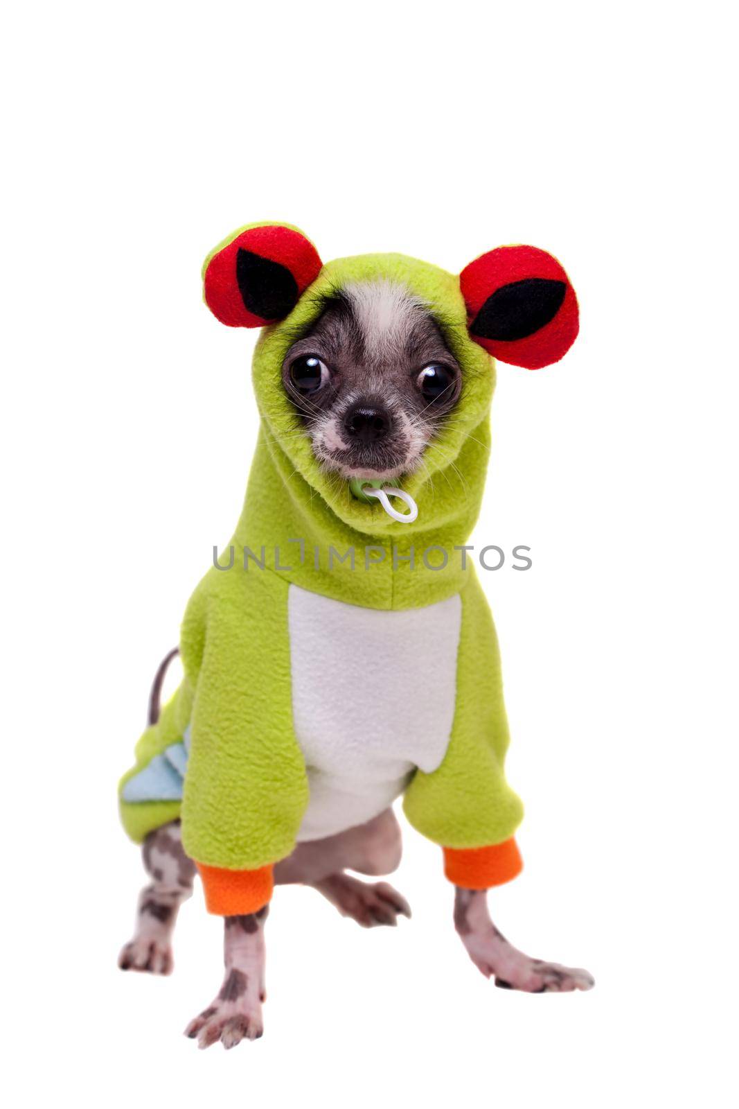 Peruvian hairless and chihuahua mix dog in frog costume by RosaJay