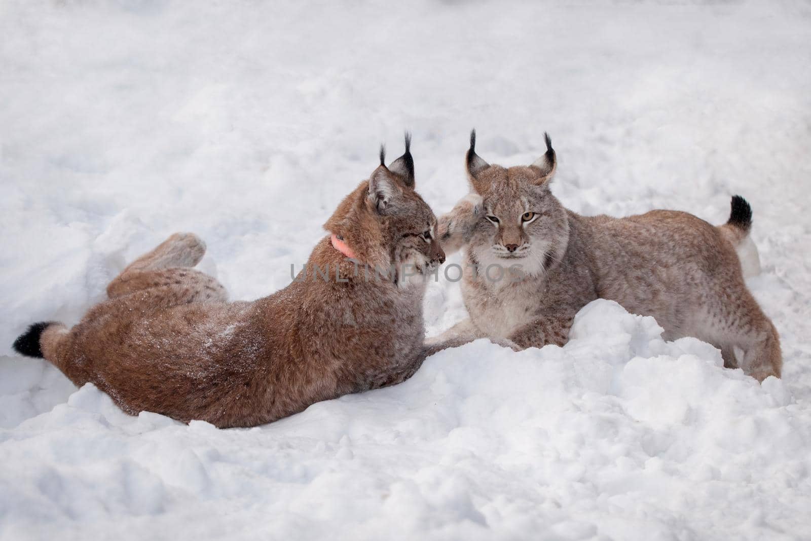 Abordable Eurasian Lynx, portrait in winter field by RosaJay