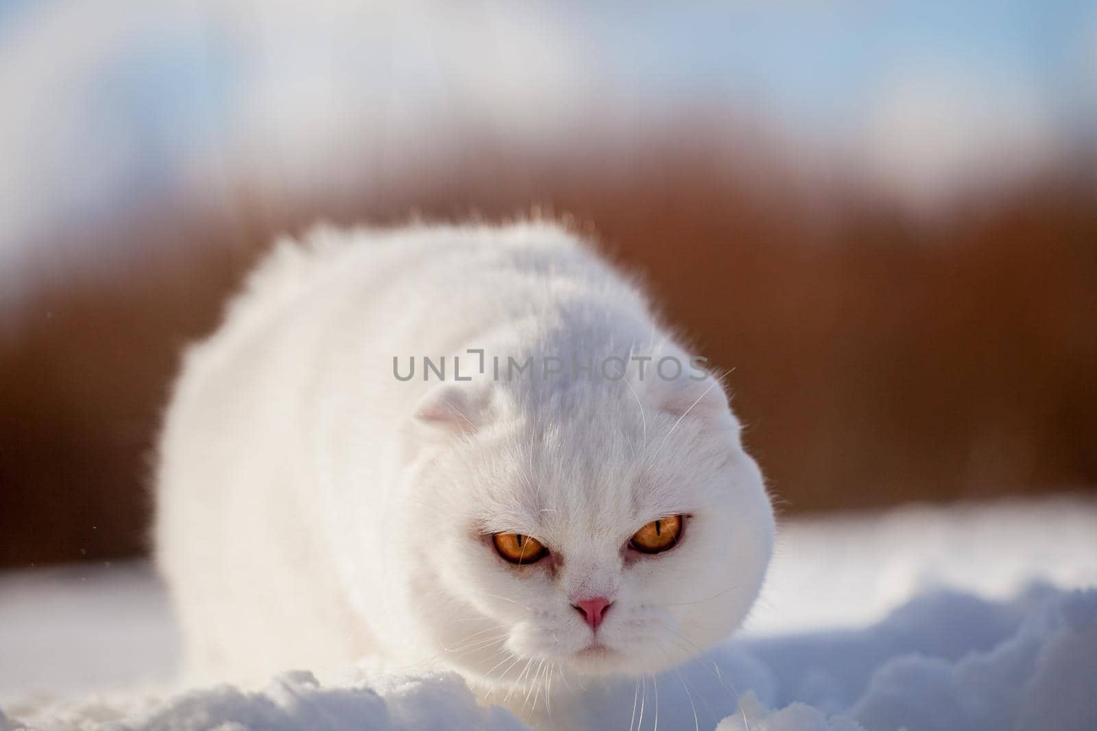 White cottish Fold cat portrait in winter field