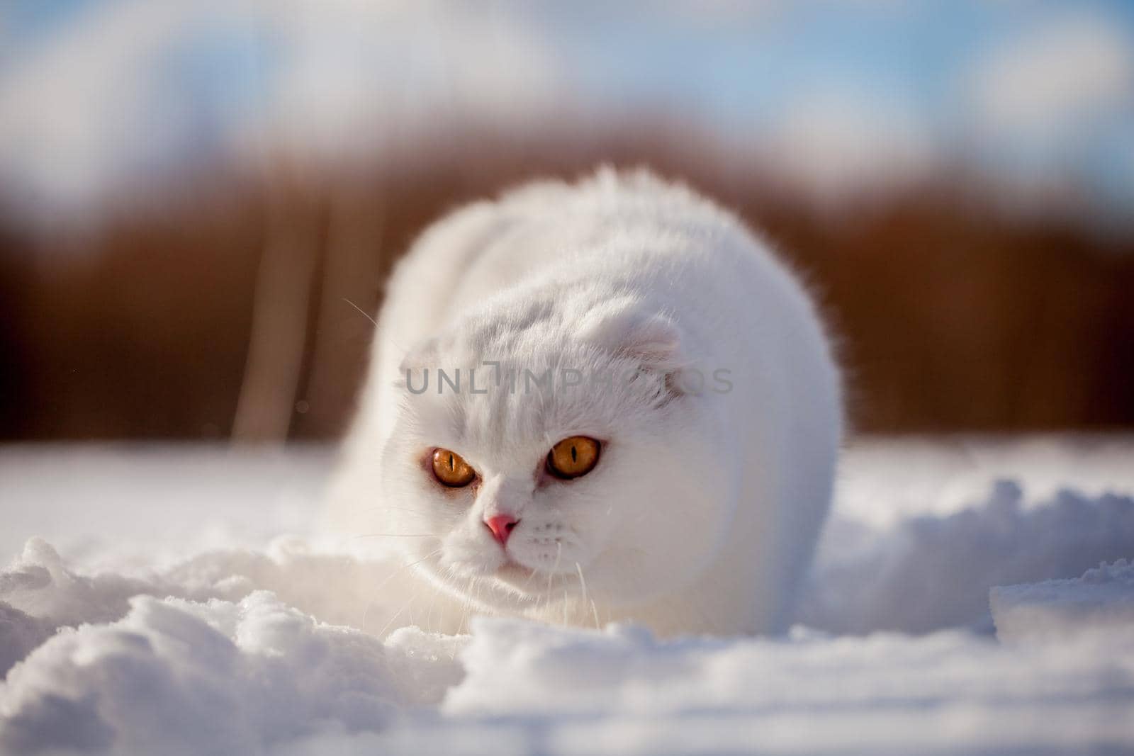 Scottish Fold cat, portrait in winter field by RosaJay