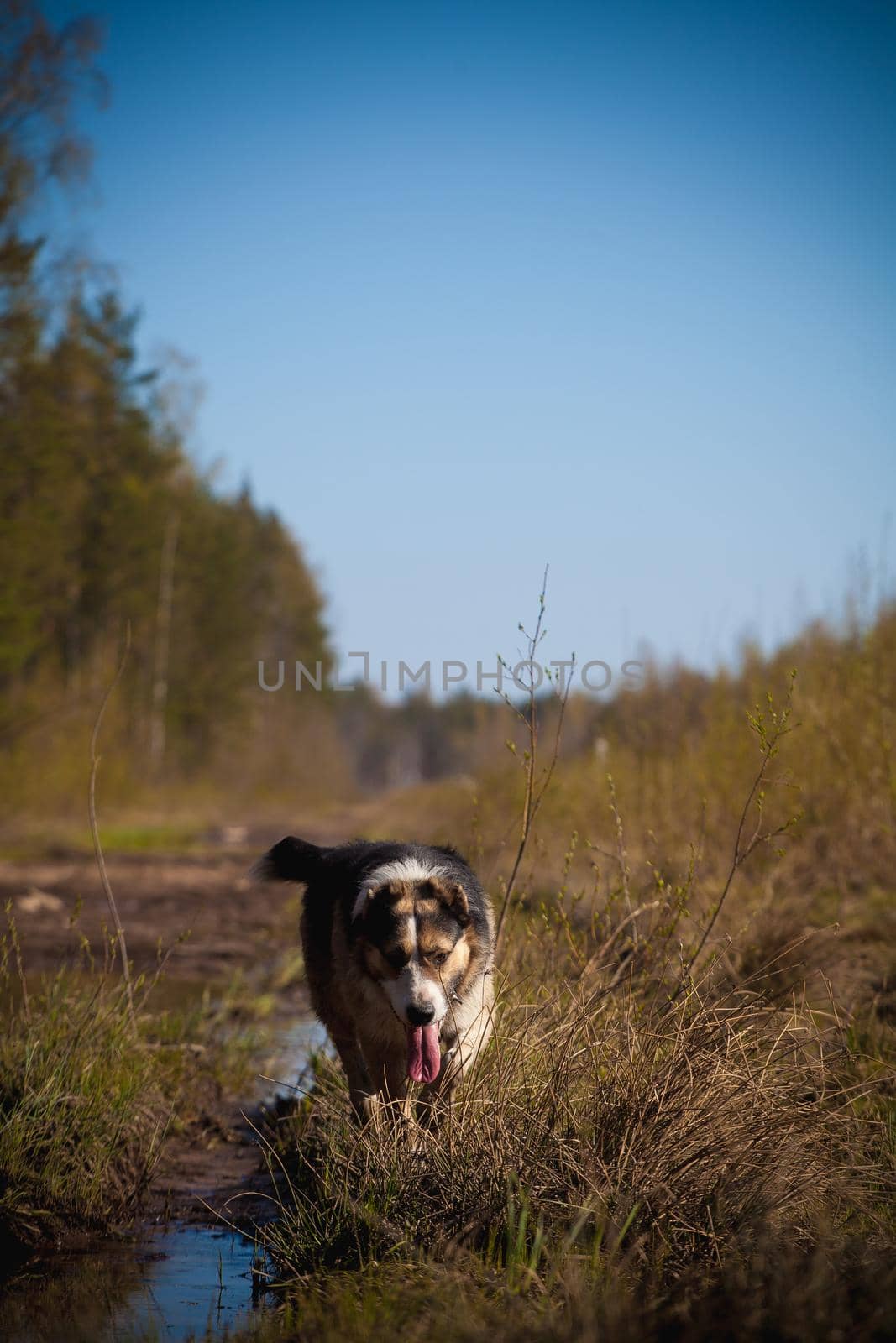 Mixed breed dog in the autumn field by RosaJay