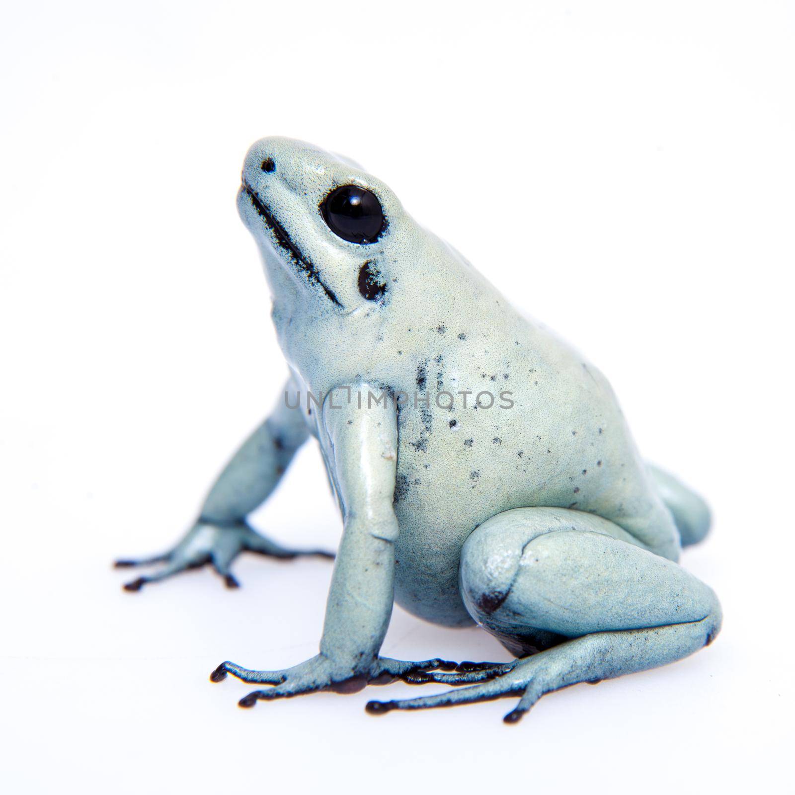 The golden poison frog, Phyllobates terribilis Mint, isolated on white background.
