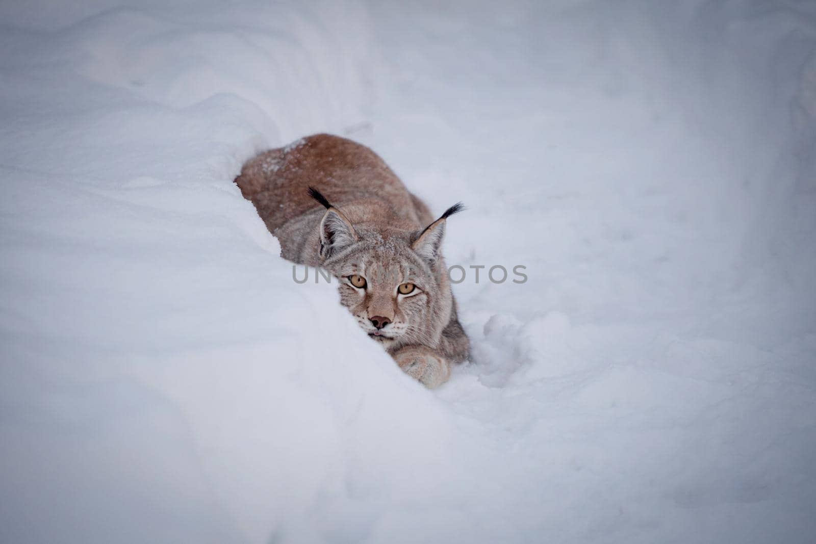 Beautiful Eurasian bobcat, lynx lynx, in winter field