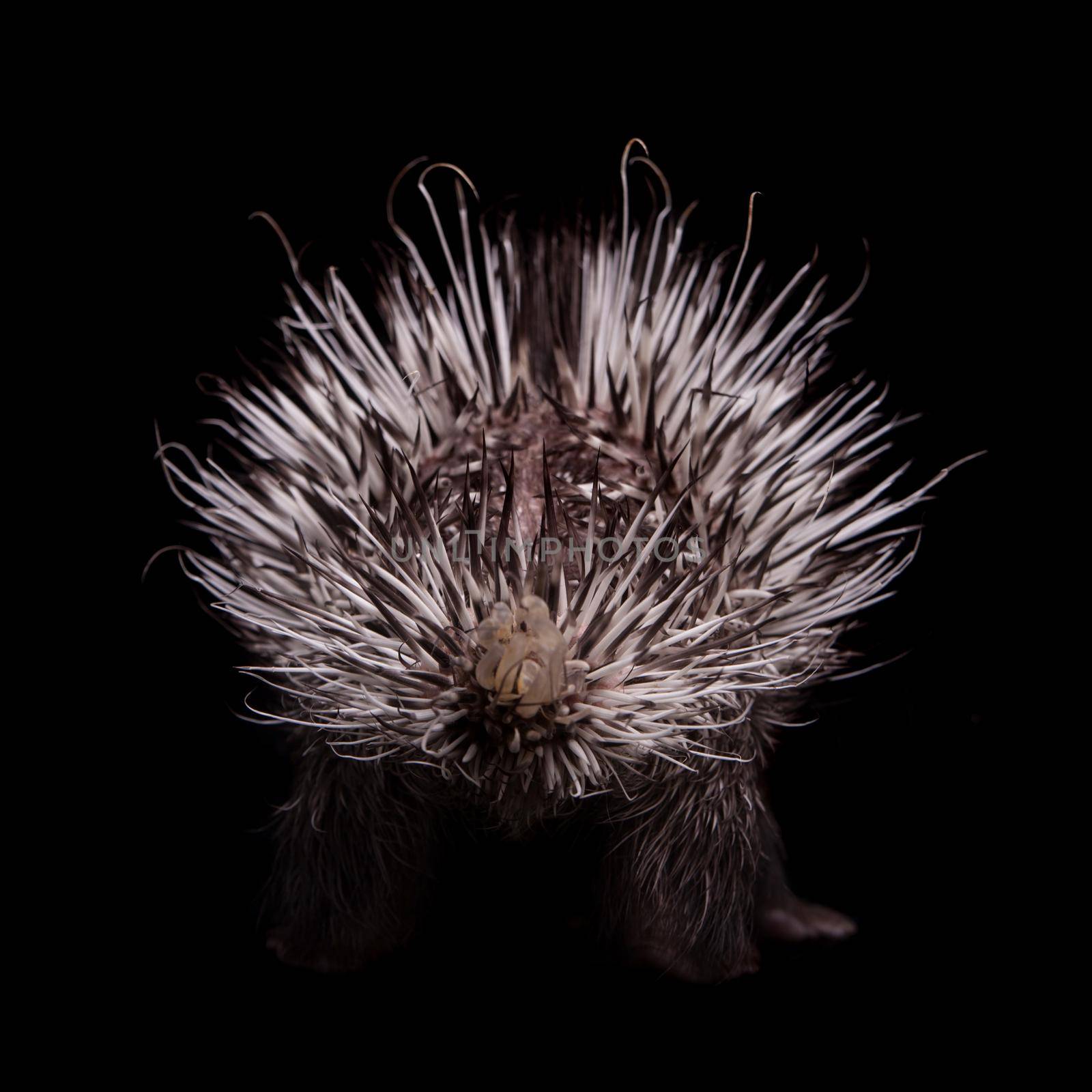 Indian crested Porcupine baby, Hystrix indica, isolated on black background