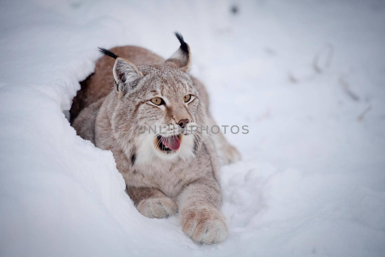 Abordable Eurasian Lynx, portrait in winter field by RosaJay