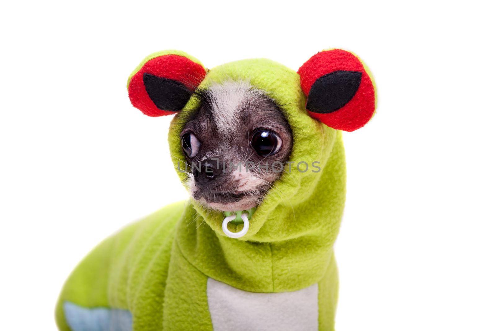 Peruvian hairless and chihuahua mix dog in frog costume by RosaJay