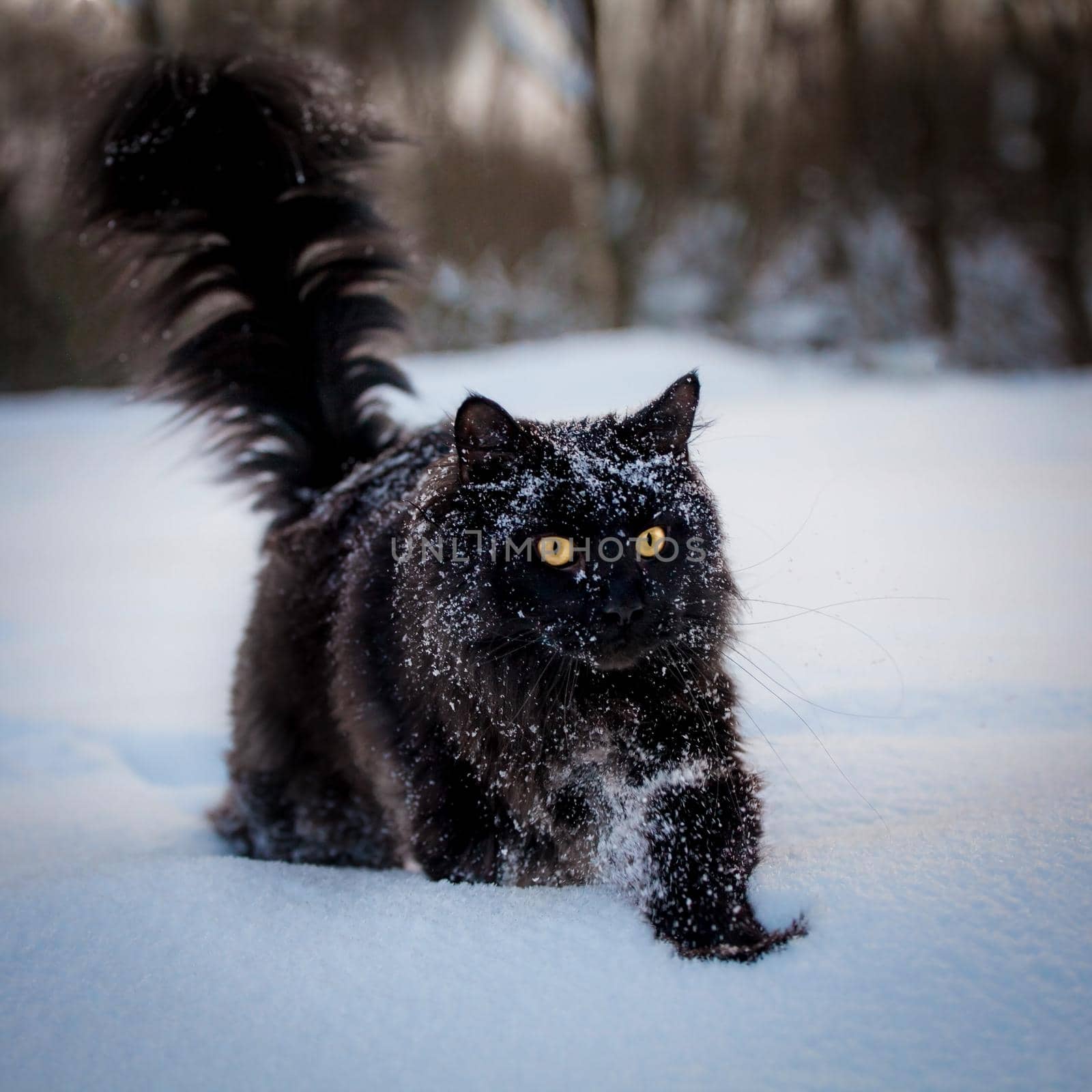 Black Maine Coon cat portrait in winter field by RosaJay