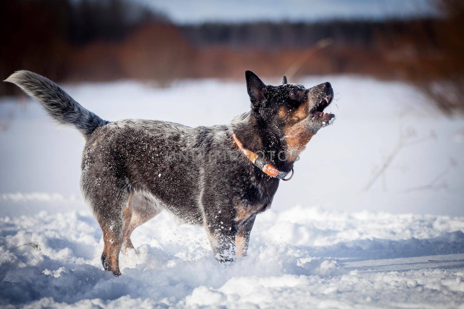 Australian blue Cattle Dog on the winter field by RosaJay