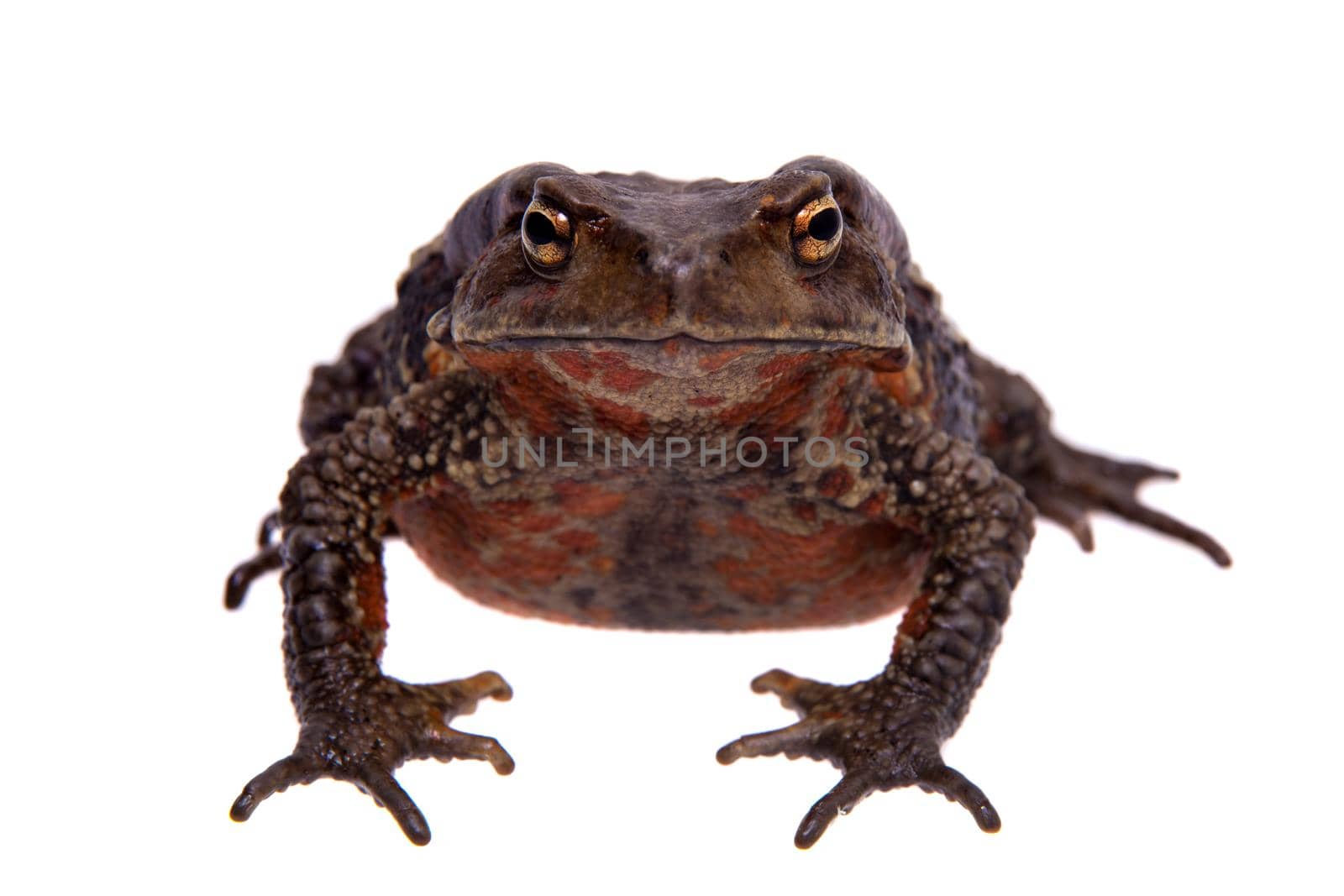 Amazing Vietnamese toad isolated on white background by RosaJay