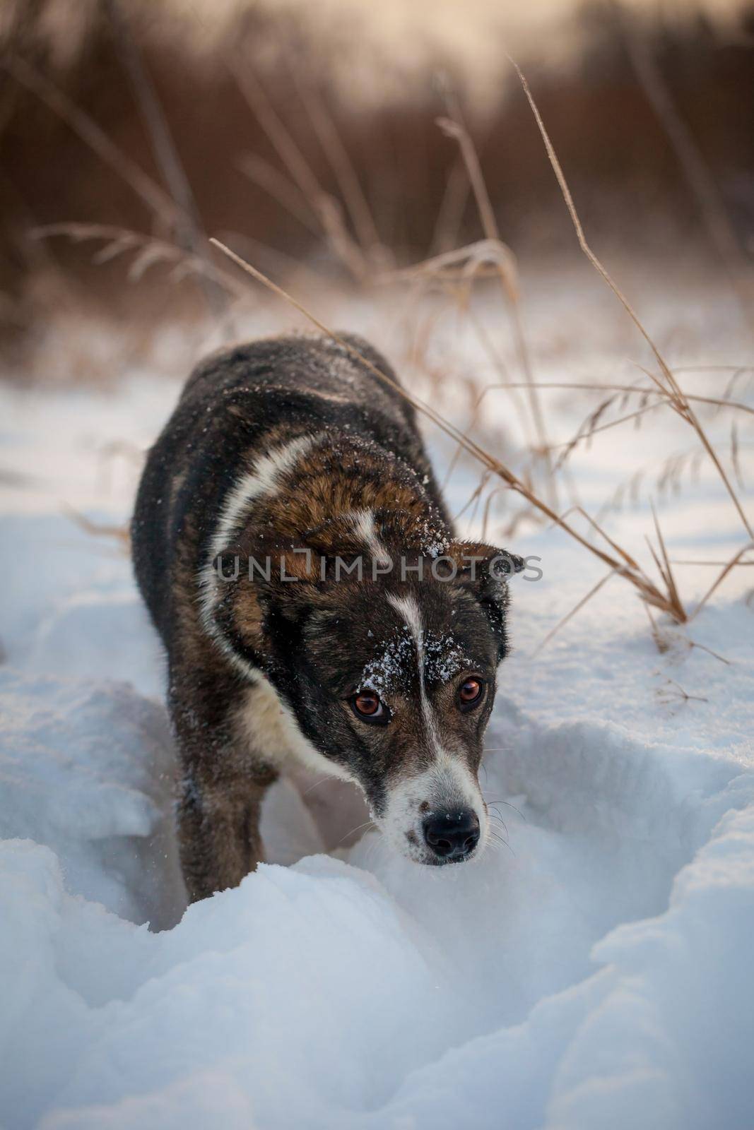 Mixed breed dog portrait in the winter field