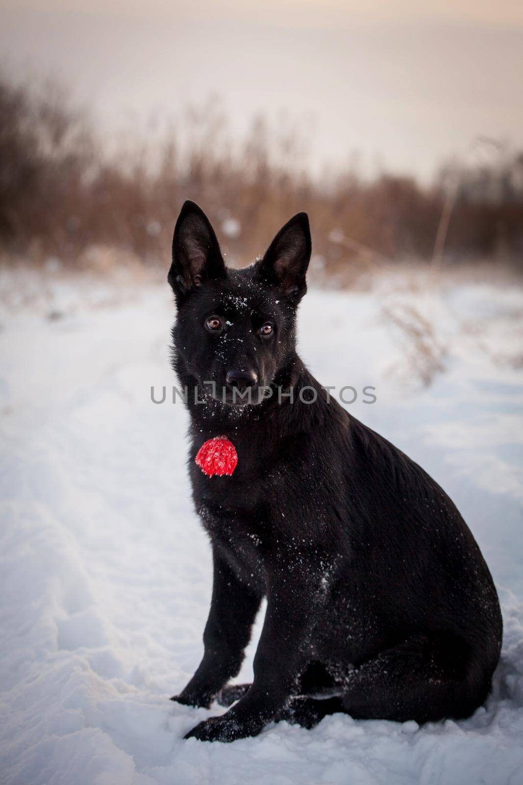 5 month old shepherd dog in the field by RosaJay