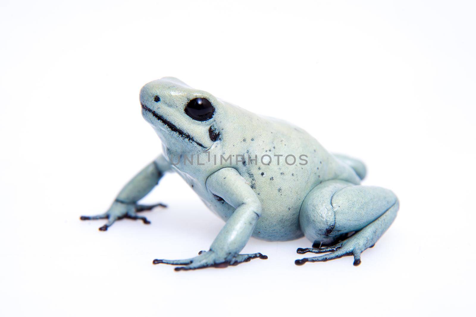 The golden poison frog, Phyllobates terribilis Mint, isolated on white background.