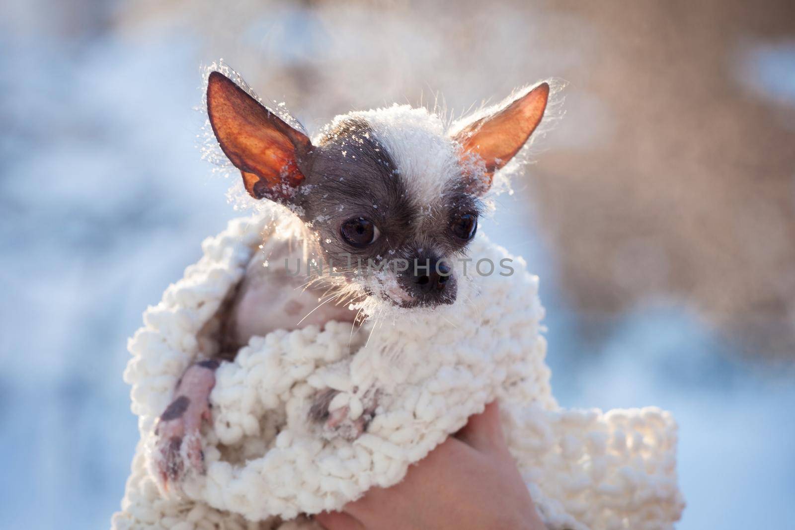 Peruvian hairless and chihuahua mix dog portrait in the winter field