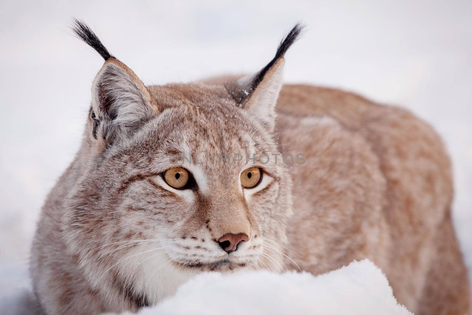 Abordable Eurasian Lynx, portrait in winter field by RosaJay