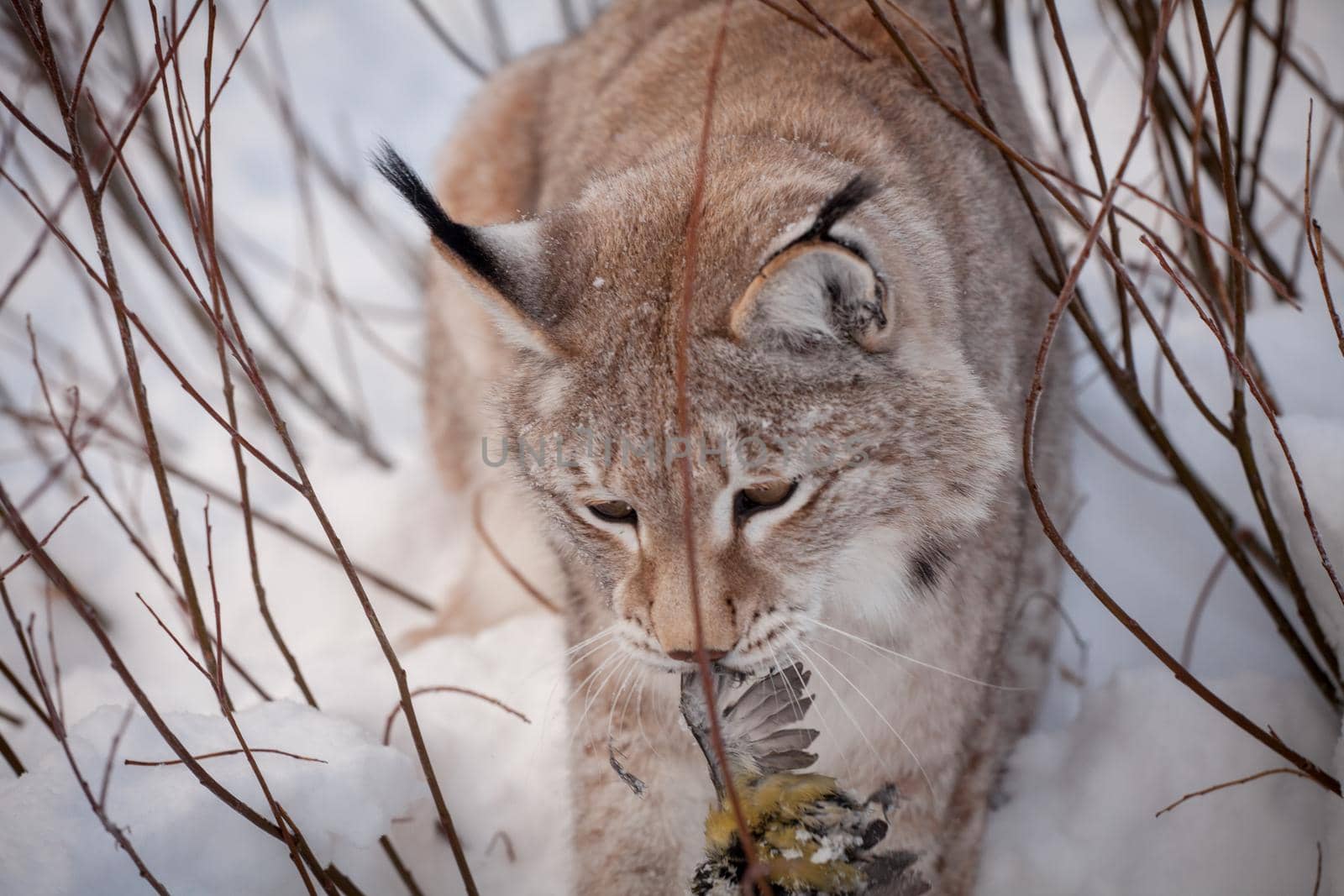 Beautiful Eurasian bobcat, lynx lynx, in winter field