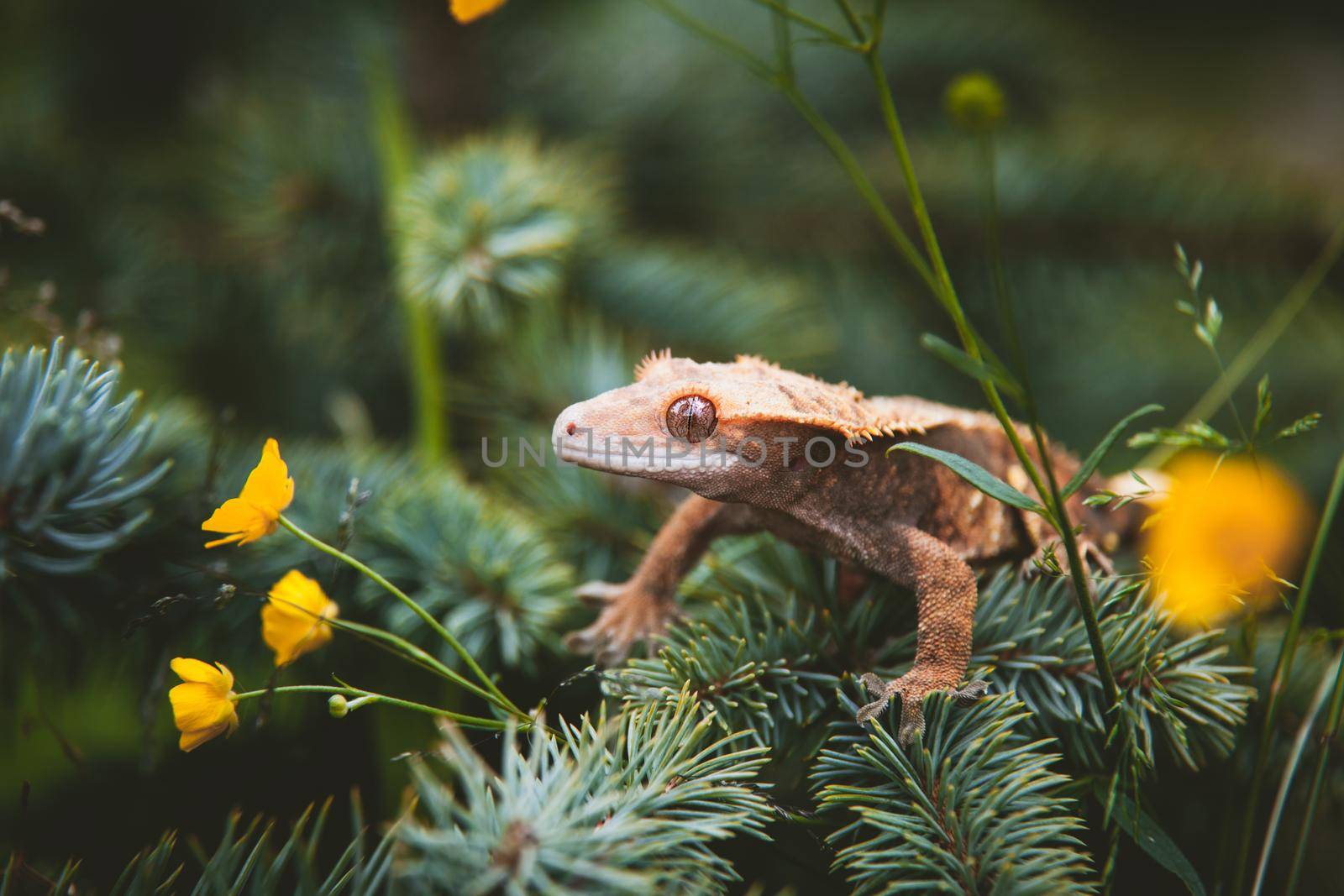 New Caledonian crested gecko, Rhacodactylus ciliatus,on tree with flowers