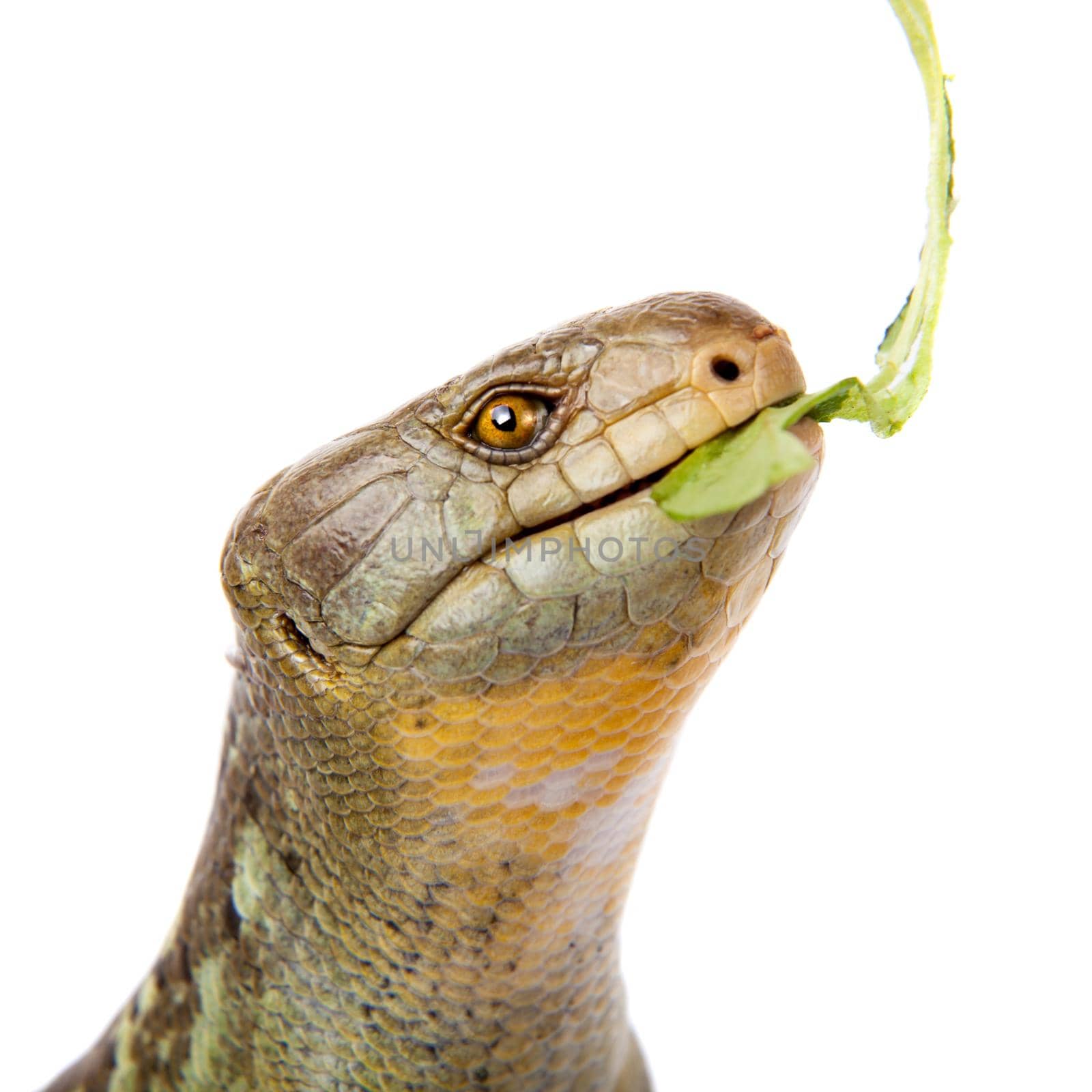 The Solomon Islands skink, Corucia zebrata, on white background