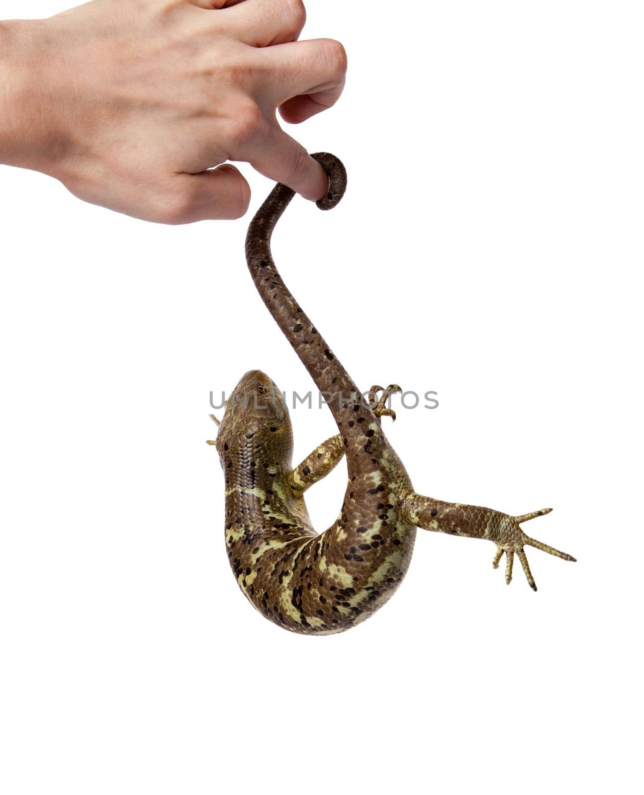 The Solomon Islands skink, Corucia zebrata, on white background