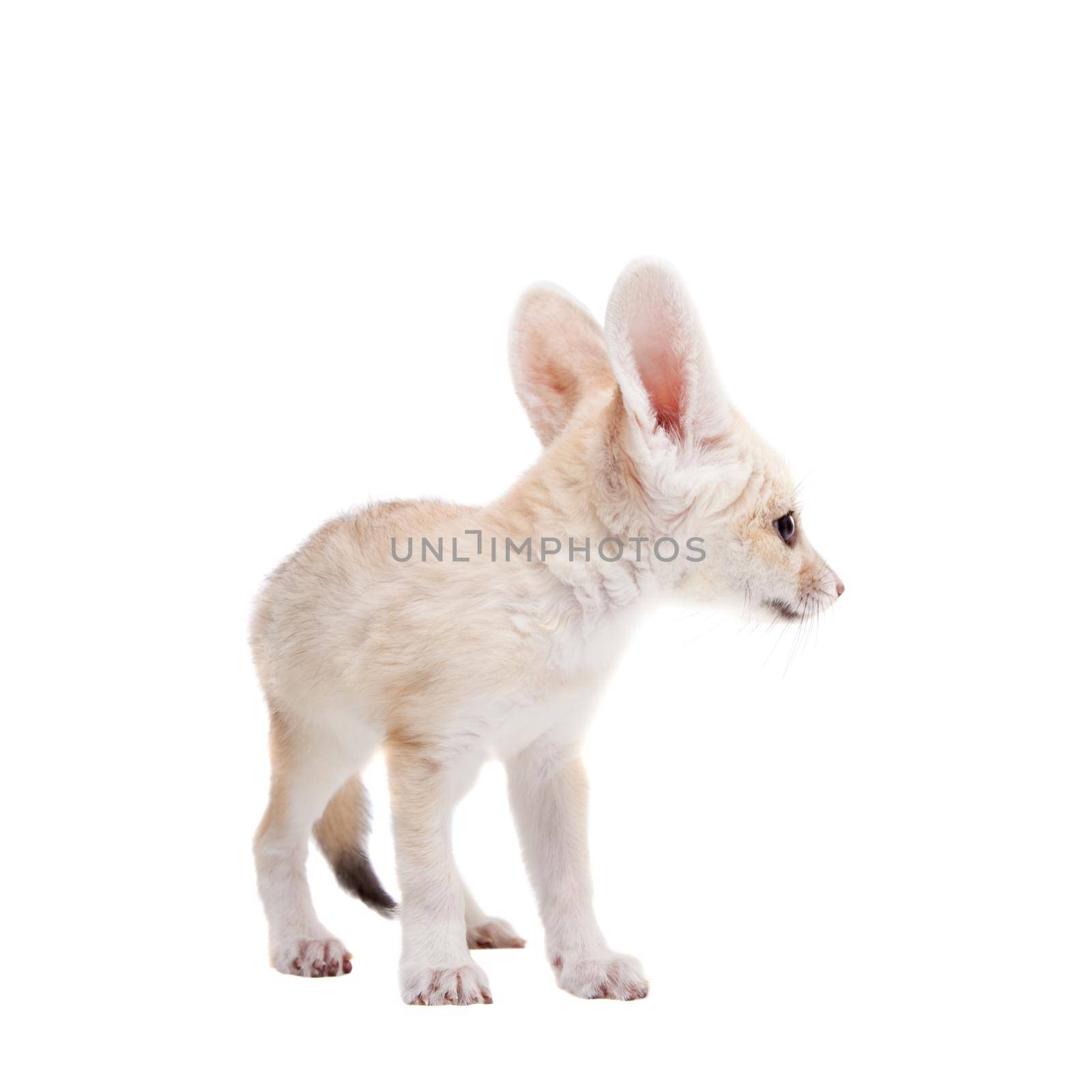 Pretty Fennec fox, Vulpes or Fennecus zerda cub on white background