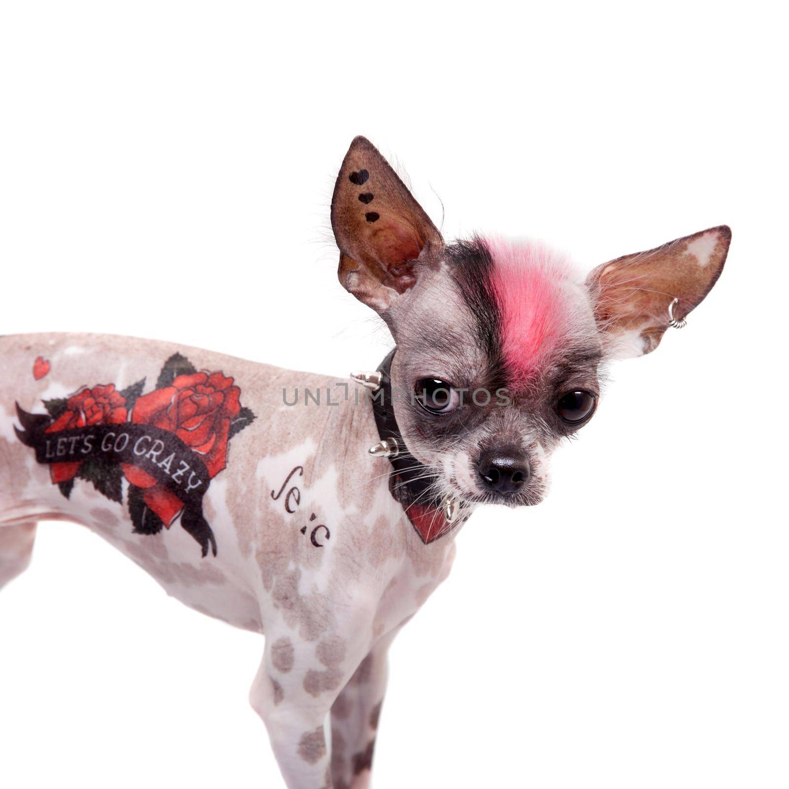 Punk style peruvian hairless and chihuahua mix dog with tattoo and piercing isolated on white