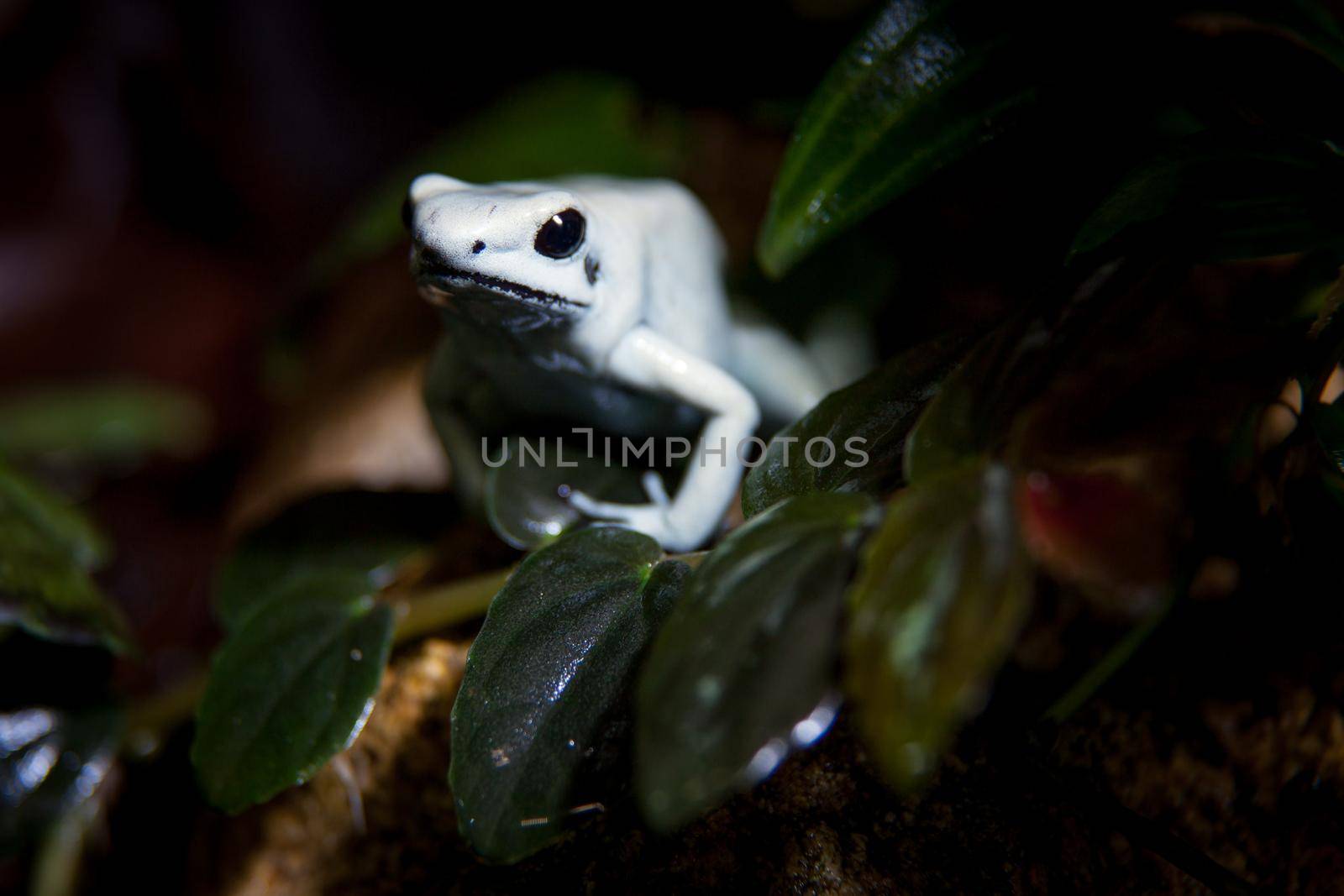 The beautiful golden poison frog in terrarium by RosaJay